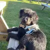 Bertie - @bertiethegoodboidoodle - TikTok