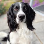 Bertie - @good_boy_bertie - Instagram