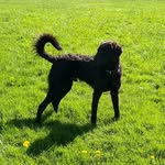 Bertie - @good_boy_bertie_ - Instagram