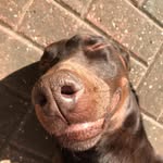 Bertie - @goodboy_bertie - Instagram