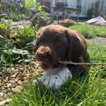 Bertie Goode 🐶🦴 - @bertie.goode - Instagram