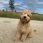Bertie - @goodest_boy_bertie - Instagram