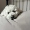 bertie the poochon🐾🤍 - @goodboybertie - TikTok