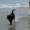 bertie.the.good.boy - @bertie.the.good.boy - TikTok