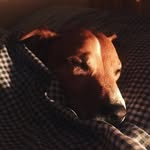 Gilbert Montgomery White III - @bertie_goodboy_doggo - Instagram