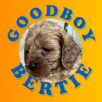 Goodboy Bertie - @bertie_goodboy - Instagram