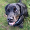 Bertie 🐶 - @bertie_the_cockador - TikTok