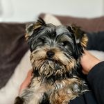 @basil_bertie_jacobs - Instagram