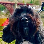 Bertie Burrows-Jones - @bert_thecockapoo_ - Instagram
