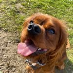 Bertie Jones - @bertie.the.cav - Instagram
