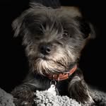 Bertie Jones - @bertieboo_rescue - Instagram