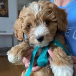 Bertie Jones - @theonlywayisbertie - Instagram