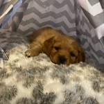 Bertie Jones - @bertie.cavachon_ - Instagram