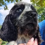 Bertie Jones 💙 - @bertiebee_blueroancocker22 - Instagram