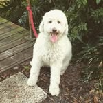 Bertie the labradoodle 🐶🐾 - @bertie.jones - Instagram