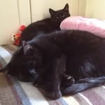 Jones & Bertie - @jonesandbertie - Instagram