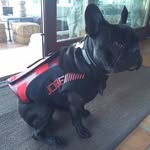 Bertie Meadows - @bertie.the_french_bulldog - Instagram