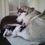 meeka and bertie - @meekaandbertie - Instagram