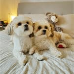 Bertie and Millie - @bertieandmills - Instagram