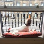 Bertie Salazar-Moss - @bertiethespringer - Instagram