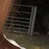 Bertie - @bertiemueler46 - TikTok