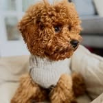Bertie Bear Nash - @little.bertie.bear - Instagram