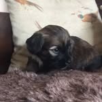Bertie Noble - @tibetan_bertie_noble - Instagram