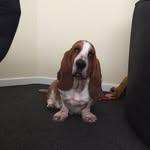Bertie Noble Dutfield - @bertie_basset_2012 - Instagram