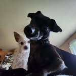 Bertie & Oliver - @bertie_and_oliver - Instagram