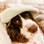 Bertie Oliver George - @springer_bertie - Instagram