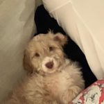 Bertie The Cockapoo🐶 - @bertie_oneill - Instagram