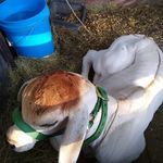 Bertie Ortiz - @beastiebuddy - Instagram
