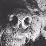 Bertie Owen - @cockapoo_bertie_ - Instagram