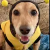 bertieromaniarescuefpage - @bertieromaniarescuefpage - TikTok