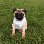 Bertie Martindale Pearce - @bertie_the_pug - Instagram