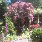 Bertie Pearson - Facebook