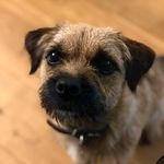 Bertie - The Border Terrier - @bertieborderporter - Instagram