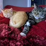 Beatrix & Bertie - @beatrixpotterandbertiebrees - Instagram