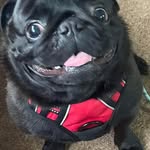 Bertie - @bertie_the_pottering_pug - Instagram