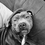 Blue staffy💙 - @bertiequinn_x - Instagram