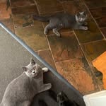 Donna (Dodi) - @britishshorthair_bertie_quinn - Instagram