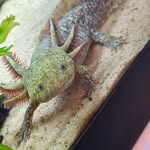 The 4 axolotls - @frankie_bertie_quinn_sparkle - Instagram