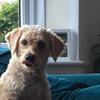 🐾..Bertie..🐾 - @bertiethepup - TikTok