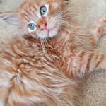 Bertie Raymond Albert Cryer - @bertieray.mc - Instagram