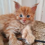 Bertie Raymond Albert Cryer - @bertieray_mc - Instagram