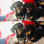 BertieandBeau💗💙 - @bertie.raymond27 - Instagram