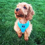 Bertie Reed - @bertietheredcockapoo - Instagram