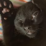 Bertie Reed - @bertie_and_the_wanderers - Instagram