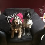 Baxter and Bertie Richards - @hongkongfoo2 - Instagram