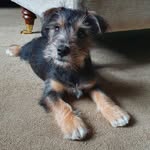 Bertie Richards-Gerry - @bertietheschnack - Instagram
